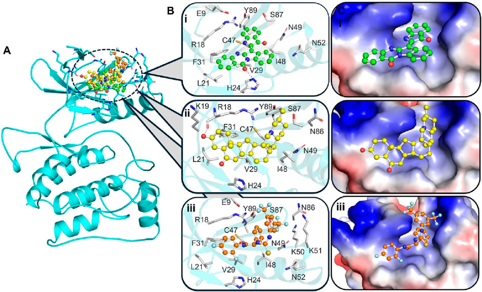 Molecular structure illustration of a protein complex. Panel A shows a ribbon diagram highlighting the protein’s 3D structure with colored spheres indicating specific atoms. Panels B and C detail close-ups of binding sites labeled i, ii, and iii. Panel B depicts atomic interactions with various amino acids, while panel C shows these interactions in an electrostatic surface rendering. Binding sites are marked with atoms in different colors: green, yellow, and orange, denoting distinct binding interactions and atom types of Candidine, Delavinone, and BL-918.