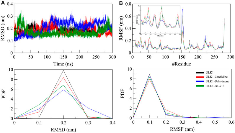 Graphical analysis of molecular dynamics simulations for ULK1 and its complexes. Panel A shows RMSD over 300 nanoseconds; ULK1 (black), ULK1-Candidine (red), ULK1-Delavinone (blue), ULK1-BL-918 (green). Panel B illustrates RMSF across residues, with an inset focusing on specific residues. The bottom graphs depict the probability density function for RMSD and RMSF, maintaining the same color coding.