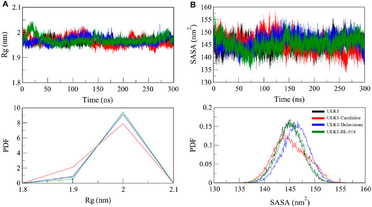 Four graphs analyze ULK1 protein interactions. Top left graph shows radius of gyration (Rg) vs. time for ULK1 variants. Top right graph displays solvent-accessible surface area (SASA) vs. time. Bottom left graph plots probability density function (PDF) against Rg. Bottom right graph presents PDF vs. SASA. Colors represent different compounds: black for ULK1, red for ULK1-Candicine, blue for ULK1-Delavinone, and green for ULK1-BL-918.