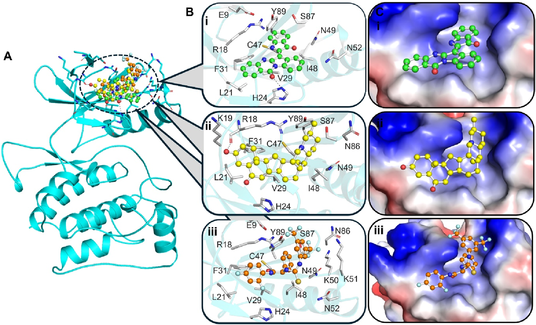 Molecular structure illustration of a protein complex. Panel A shows a ribbon diagram highlighting the protein’s 3D structure with colored spheres indicating specific atoms. Panels B and C detail close-ups of binding sites labeled i, ii, and iii. Panel B depicts atomic interactions with various amino acids, while panel C shows these interactions in an electrostatic surface rendering. Binding sites are marked with atoms in different colors: green, yellow, and orange, denoting distinct binding interactions and atom types of Candidine, Delavinone, and BL-918.