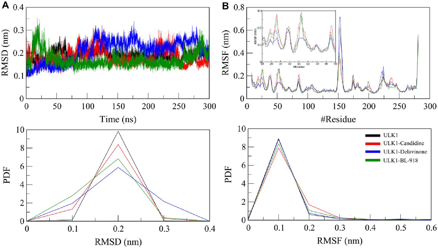 Graphical analysis of molecular dynamics simulations for ULK1 and its complexes. Panel A shows RMSD over 300 nanoseconds; ULK1 (black), ULK1-Candidine (red), ULK1-Delavinone (blue), ULK1-BL-918 (green). Panel B illustrates RMSF across residues, with an inset focusing on specific residues. The bottom graphs depict the probability density function for RMSD and RMSF, maintaining the same color coding.