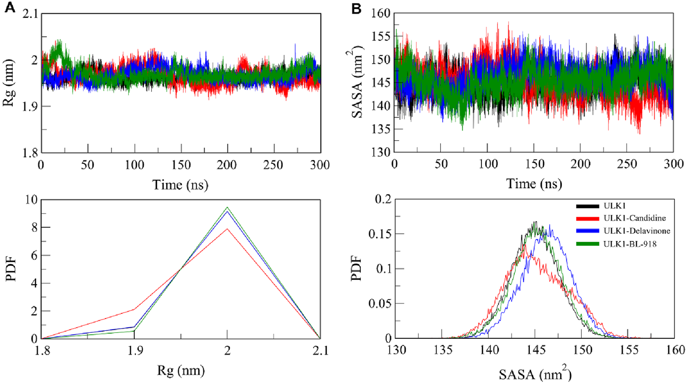 Four graphs analyze ULK1 protein interactions. Top left graph shows radius of gyration (Rg) vs. time for ULK1 variants. Top right graph displays solvent-accessible surface area (SASA) vs. time. Bottom left graph plots probability density function (PDF) against Rg. Bottom right graph presents PDF vs. SASA. Colors represent different compounds: black for ULK1, red for ULK1-Candicine, blue for ULK1-Delavinone, and green for ULK1-BL-918.