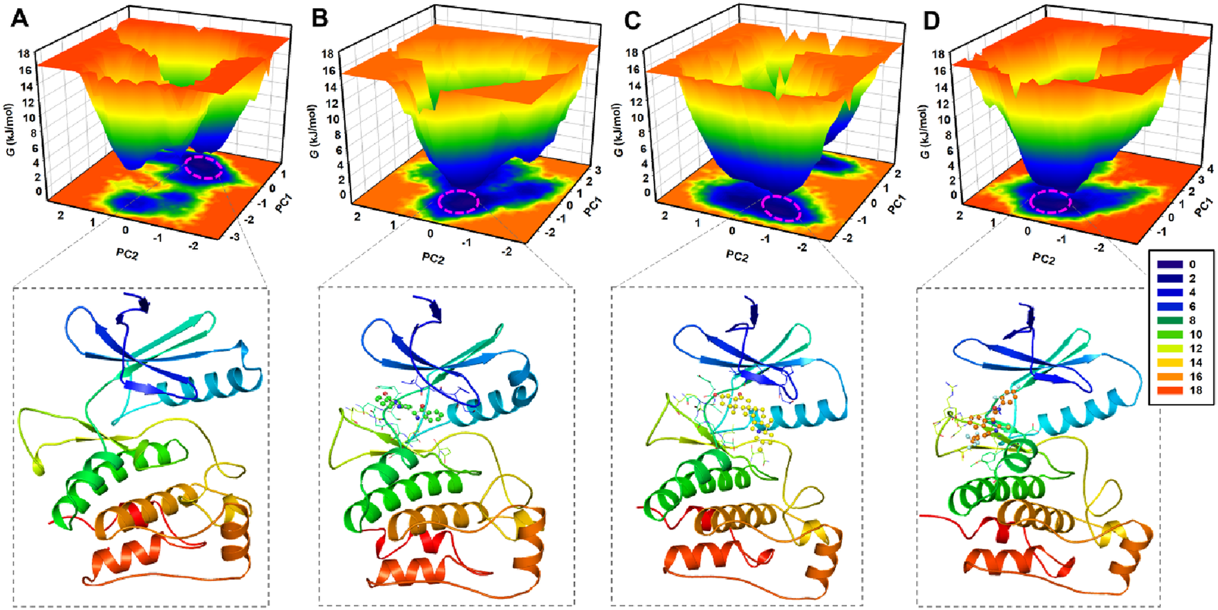 Four panels labeled A to D show 3D free energy landscape plots with colored contours representing energy levels from zero to eighteen kilojoules per mole. Each plot highlights a region within a dashed circle. Below each plot, rainbow-colored ribbon diagrams display protein structures, with variations in secondary structure elements like helices and loops.