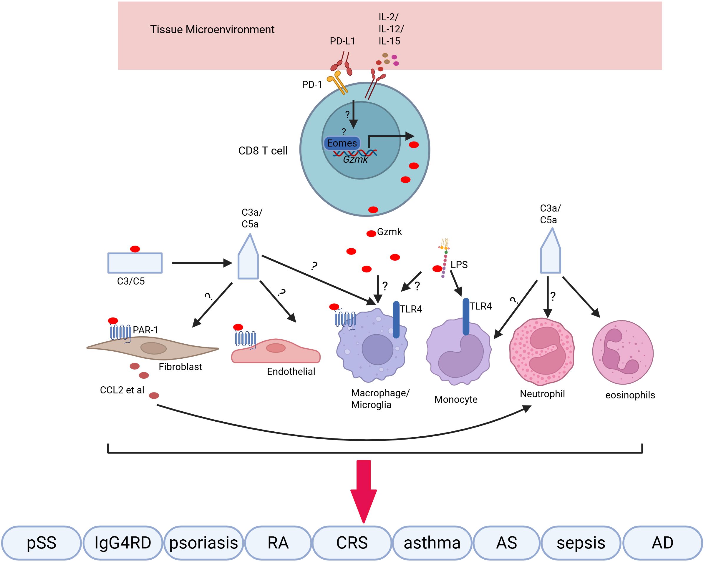 Diagram illustrating the interaction between a CD8 T cell and various immune pathways in a tissue microenvironment. The T cell is influenced by IL-2, IL-12, IL-15, PD-1, and PD-L1. It releases Gzmk and interacts with fibroblasts, endothelials, macrophages, and others via pathways like C3/C5 and TLR4. These interactions are linked to conditions such as psoriasis, asthma, and sepsis, indicated at the bottom with arrows connecting to diseases like IgG4RD, RA, and CRS.