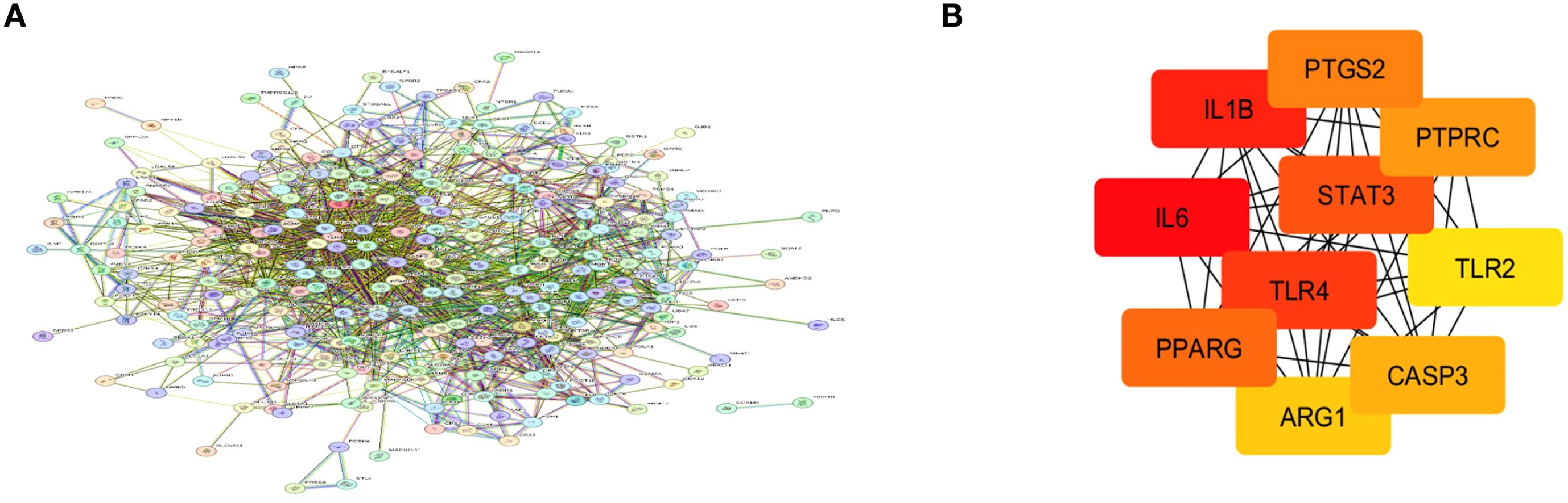 Panel A shows a complex network diagram with numerous interconnected nodes, each representing different elements in various colors. Panel B illustrates a simplified network with larger nodes labeled IL1B, PTGS2, PTPRC, STAT3, IL6, TLR4, TLR2, PPARG, CASP3, and ARG1, showing direct connections among them.