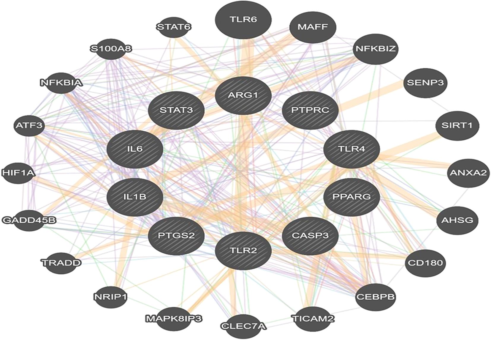 Network diagram showing interactions between multiple nodes labeled with gene symbols such as ARG1, IL6, and TLR4. Nodes are interconnected by colored lines, indicating various relationships.