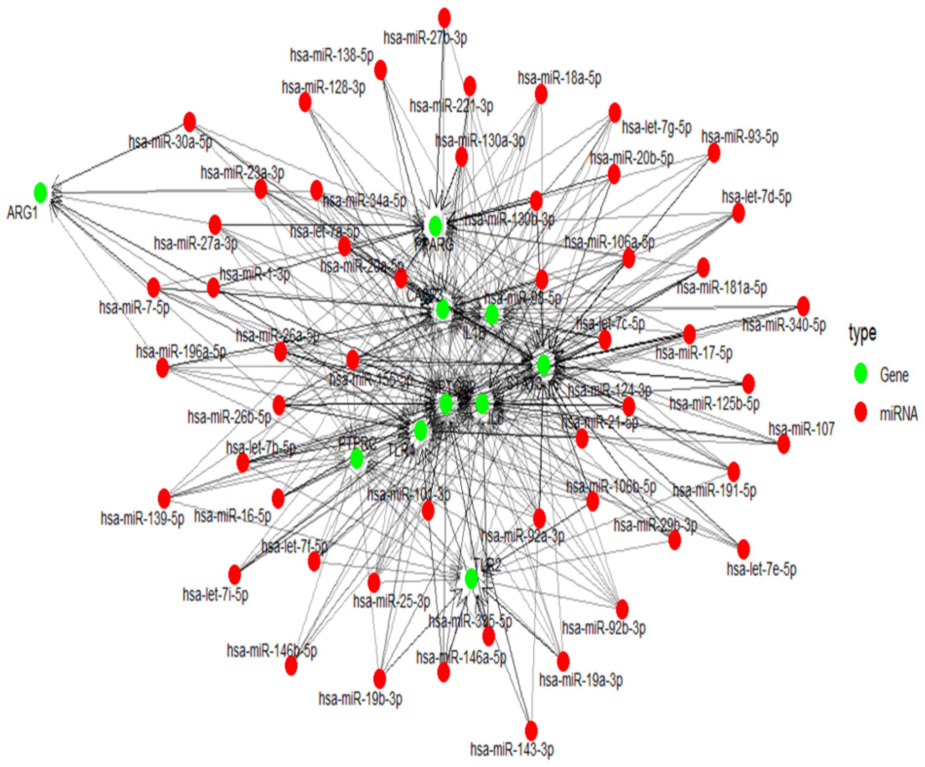 Network diagram showing interactions between genes and miRNAs. Green nodes represent genes, and red nodes represent miRNAs. Lines indicate connections between them. Key genes include ARG1 and PPARG.