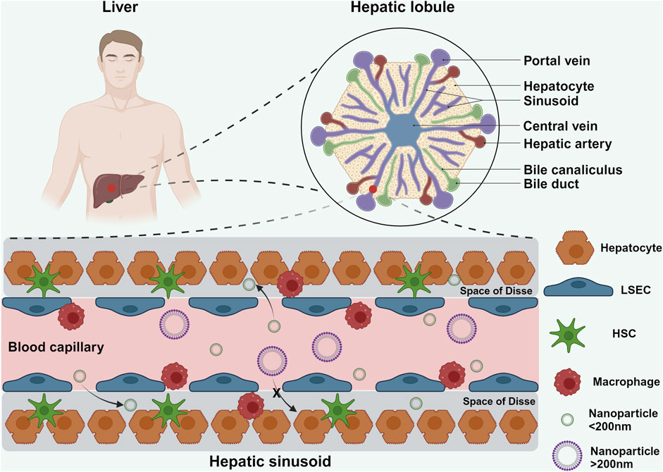 Illustration of liver anatomy emphasizing the hepatic lobule and hepatic sinusoid. The hepatic lobule diagram shows portal vein, hepatocytes, sinusoids, central vein, hepatic artery, bile canaliculus, and bile duct. The hepatic sinusoid depicts hepatocytes, liver sinusoidal endothelial cells (LSEC), hepatic stellate cells (HSC), macrophages, and nanoparticles smaller and larger than 200 nanometers. The Space of Disse is labeled. A human figure highlights liver location.