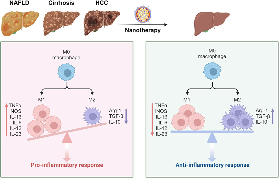 Illustration showing liver conditions: NAFLD, cirrhosis, and HCC, leading to nanotherapy, resulting in a healthier liver. Below, diagrams depict macrophage types M0 transforming into M1 and M2. On the left, M1 dominates, indicating a pro-inflammatory response with increased TNFα and iNOS. On the right, M2 dominates, showing an anti-inflammatory response with increased Arg-1 and TGF-β.