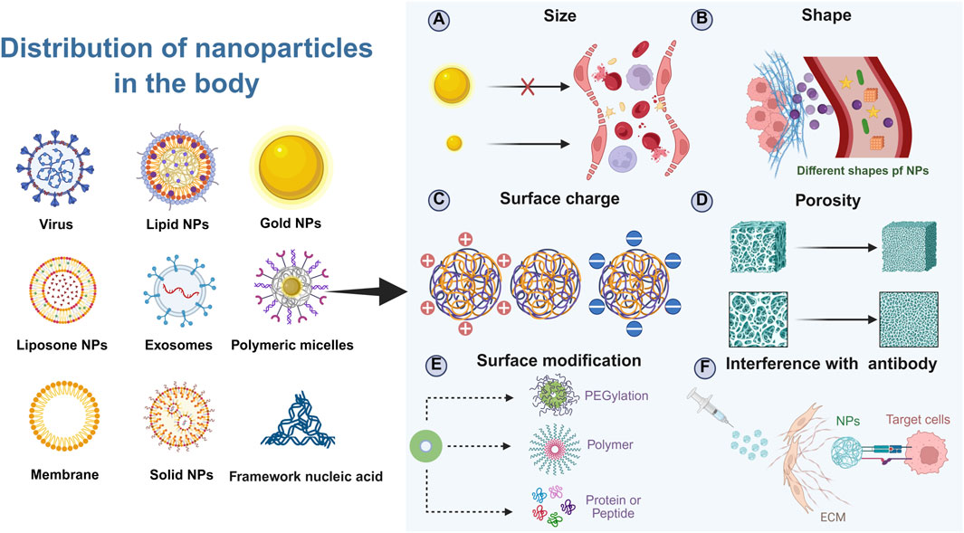 Illustration showing the distribution of nanoparticles in the body. On the left are images of various nanoparticles: virus, lipid NPs, gold NPs, liposome NPs, exosomes, polymeric micelles, membrane, solid NPs, and framework nucleic acid. On the right are factors influencing distribution: (A) Size, depicting different penetration levels; (B) Shape, showing various forms interacting with barriers; (C) Surface charge, illustrating positively and negatively charged interactions; (D) Porosity, indicating different structures; (E) Surface modification with PEGylation, polymer, and protein; (F) Interference with antibodies, highlighting nanoparticles targeting cells in the ECM.