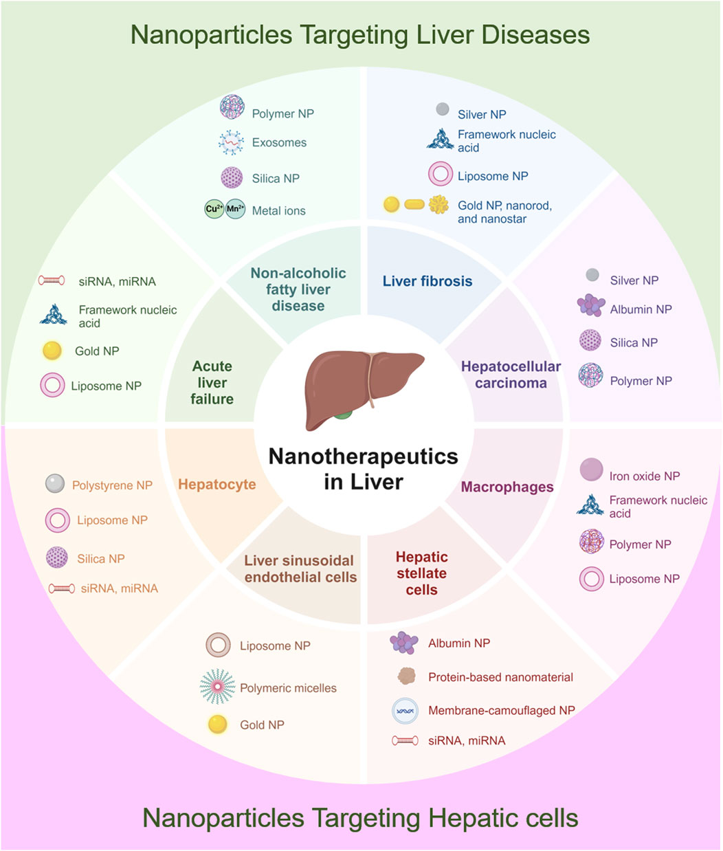 Infographic showing nanoparticles targeting liver diseases. Central liver image surrounded by sections: Non-alcoholic fatty liver disease, Liver fibrosis, Hepatocellular carcinoma, Macrophages, Hepatic stellate cells, Liver sinusoidal endothelial cells, Hepatocyte, and Acute liver failure. Each section lists specific nanoparticles, such as Polymer NP, Liposome NP, and Gold NP. Top and bottom titles:
