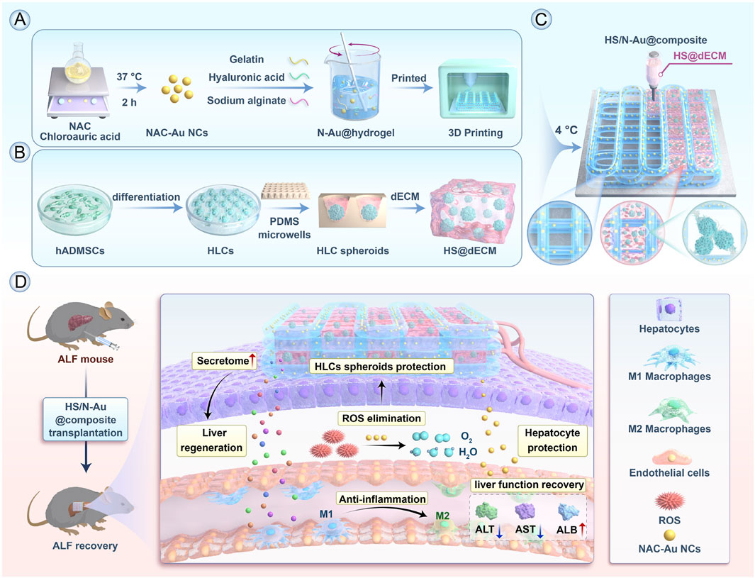 Schematic diagram showcasing a step-by-step process for creating a bioengineered composite for liver treatment. Panel A illustrates synthesis and printing of NAC-Au NCs combined with hydrogel via 3D printing. Panel B shows the differentiation of human adipose-derived mesenchymal stem cells into hepatocyte-like cells, forming spheroids, and embedding into decellularized extracellular matrix. Panel C details the manufacturing of a bio-composite at 4°C. Panel D demonstrates transplantation in an acute liver failure (ALF) mouse model, highlighting processes like liver regeneration and inflammation reduction, depicting various cell types and reactive oxygen species (ROS) elimination for liver function recovery.