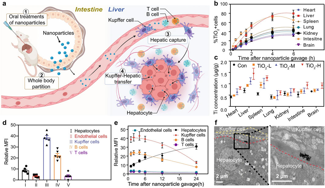 Illustration showing the process and effects of oral nanoparticle treatments in mice. (a) Diagram of nanoparticles traveling from the intestine to the liver, highlighting Kupffer cells and hepatocyte capture. (b) Graph showing percentage of titanium dioxide positive cells over time in various organs. (c) Titanium concentration across different organs with varying dosages. (d) Bar graph of relative mean fluorescence intensity (MFI) for different cell types. (e) Line graph tracking MFI of cells over time after nanoparticle administration. (f) Microscopic images of Kupffer cells and hepatocytes, showcasing cellular interaction.