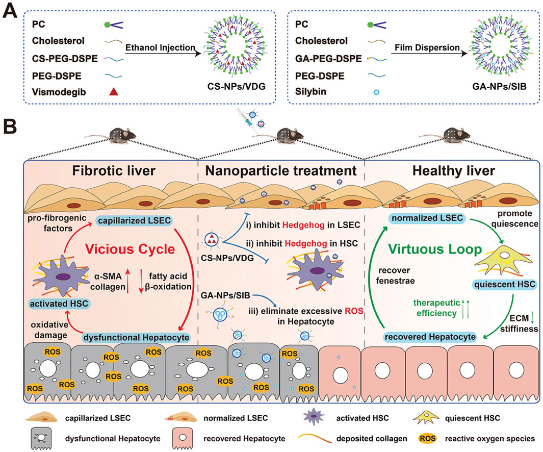 Illustration depicting liver fibrosis and treatment pathways using nanoparticles. Panel A shows the preparation of nanoparticles: CS-NPs/VDG with ethanol injection and GA-NPs/SIB with film dispersion. Panel B illustrates a diagram of fibrotic liver conditions showing a vicious cycle with pro-fibrogenic factors and oxidative damage. Treatment with nanoparticles interrupts this cycle via inhibition and removal of reactive oxygen species (ROS), leading to liver recovery through a virtuous loop, with normalized LSECs and quiescent HSCs promoting therapeutic efficiency. The diagram includes representations of capillarized and normalized LSECs, dysfunctional and recovered hepatocytes, and activated and quiescent HSCs.