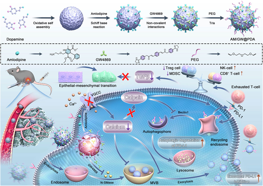 Diagram illustrating a complex biochemical process involving nanoparticles. It shows the synthesis and modification of nanoparticles with dopamine, amlodipine, GW4869, and PEG. The process involves oxidative self-assembly, Schiff base reaction, and non-covalent interactions. A mouse model demonstrates nanoparticle impact on epithelial-mesenchymal transition, calcium channel inhibition, and immune response modulation. Nanoparticle uptake by endosomes leads to autophagic degradation of PD-L1, influencing T-cell activity. The diagram highlights the interactions between cellular components, signaling molecules, and immune cells.
