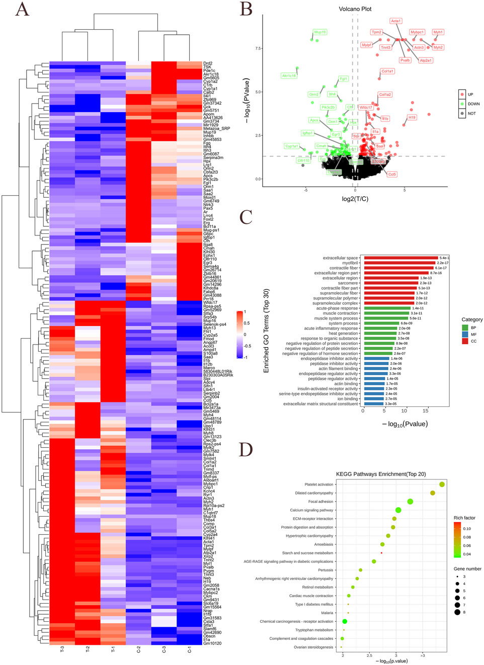 Panel A features a heatmap displaying gene expression levels, with colors ranging from blue to red indicating expression intensity. Panel B presents a volcano plot depicting log2 fold changes and -log10 p-values, highlighting differentially expressed genes marked in green (downregulated) and red (upregulated). Panel C shows a bar chart of the top 30 enriched Gene Ontology (GO) terms, distinguished by category (biological process, cellular component, or molecular function) and significance. Panel D illustrates a bubble chart for the top 20 KEGG pathway enrichments, where bubble size and color represent gene count and p-value, respectively.