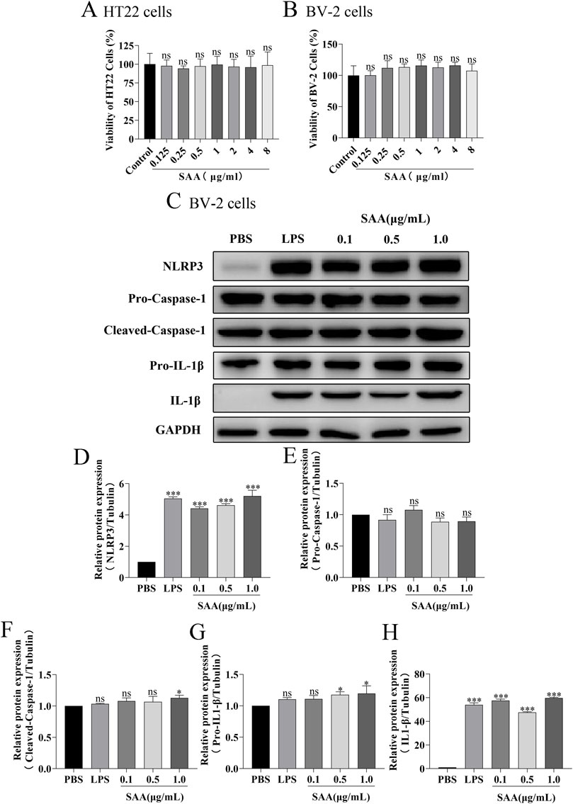 Bar and graph image displaying cell viability and protein expression. A and B show the viability of HT22 and BV-2 cells at varying concentrations of SAA, with no significant differences. C is a Western blot of BV-2 cells showing expression of NLRP3, caspase-1, and IL-1β at different SAA doses. D to H show related protein expression levels over time, with significant increases at various time points.