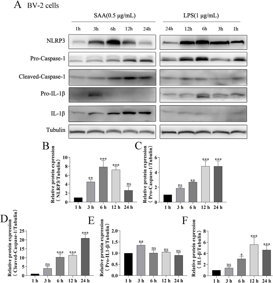 Western blot and bar graphs show the effects of SAA and LPS on protein expression in BV-2 cells. Panel A presents blots for NLRP3, Pro-Caspase-1, Cleaved-Caspase-1, Pro-IL-1β, IL-1β, and Tubulin at various time points. Panel B to E present corresponding relative expression levels in bar graphs for different treatments compared to control. Results demonstrate significant differences in protein expression levels.