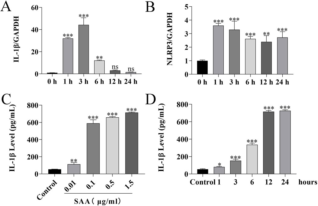 Four bar graphs depict various experimental conditions. Graph A shows IL-1β/GAPDH levels peaking at three hours, then decreasing. Graph B depicts NLRP3/GAPDH levels peaking at one hour. Graph C shows IL-1β levels rising with increasing SAA concentration, peaking at 0.5 and 1.5 micrograms per milliliter. Graph D highlights IL-1β levels elevating significantly at twelve and twenty-four hours compared to controls. Statistical significance is indicated with asterisks.