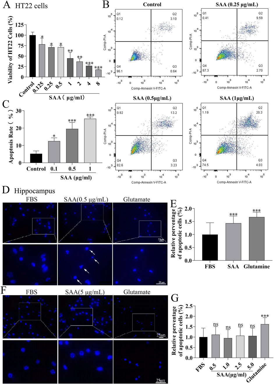 The image contains multiple panels showing experimental results on HT22 cells. Panel A presents a bar graph of cell viability at varying concentrations of SAA. Panel B features scatter plots displaying cell apoptosis for different SAA concentrations and a control. Panel C shows a bar graph of apoptosis rates at different SAA levels. Panel D displays fluorescence images of hippocampus cells under different conditions with arrows indicating apoptotic cells, along with a bar graph in panel E showing the relative percentage of apoptotic cells. Panels F and G display similar fluorescence images and bar graphs for different SAA concentrations and conditions.