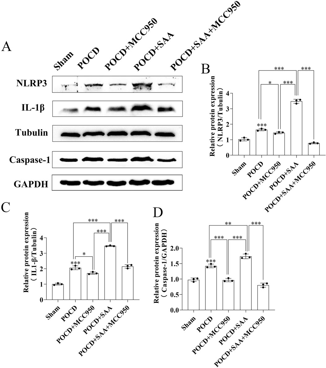 Western blot analysis and bar graphs showing protein expression levels under different conditions: Sham, POCD, POCD with MCC950, POCD with SAA, and POCD with SAA plus MCC950. Panel A displays protein bands for NLRP3, IL-1β, Tubulin, Caspase-1, and GAPDH. Panels B, C, and D present relative protein expression, indicating significant differences between the groups, highlighted by asterisks marking statistical significance levels.