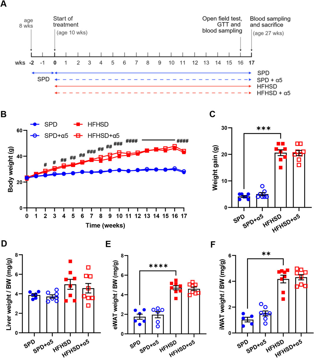 Graphical representation of a scientific experiment with mice. Panel A details the timeline of treatment starting at age ten. Panel B shows a line graph of body weight over time for four groups: SPD, SPD plus α5, HFHSD, and HFHSD plus α5, with HFHSD groups gaining more weight. Panels C, D, E, and F compare weight gain, liver weight, eWAT, and iWAT relative to body weight among the groups, showing significantly higher values in HFHSD groups. Statistical significance is indicated with asterisks and hash symbols.