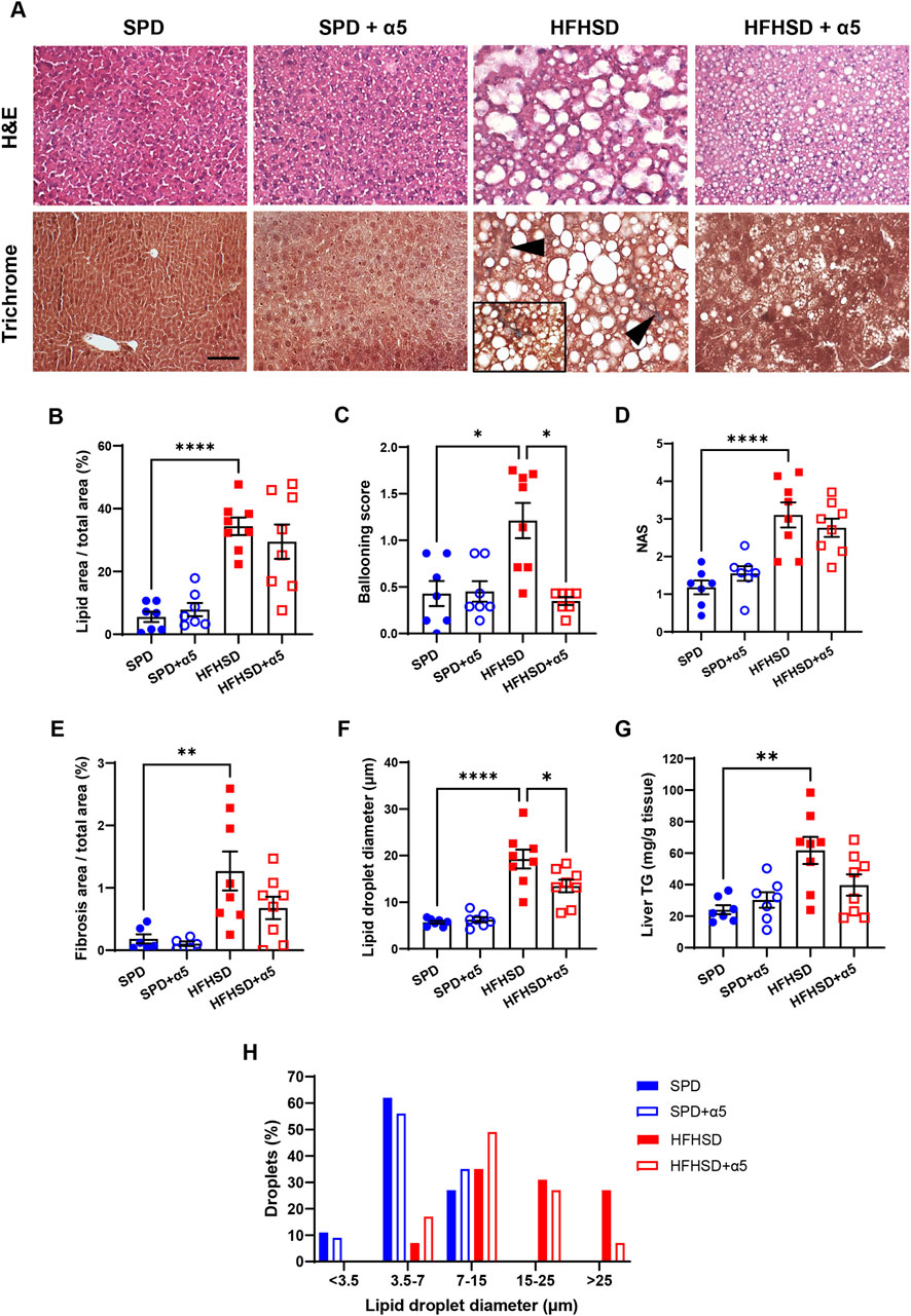Histological and graphical analysis compares liver samples treated with SPD, SPD + α5, HFHSD, and HFHSD + α5. The top panel shows H&E and Trichrome stained liver sections with varying levels of lipid accumulation and fibrosis. Graphs B to H display quantitative data on lipid area, ballooning score, NAS, fibrosis area, lipid droplet diameter, liver triglyceride content, and droplet size distribution, indicating significant differences between groups, marked by asterisks for statistical significance.