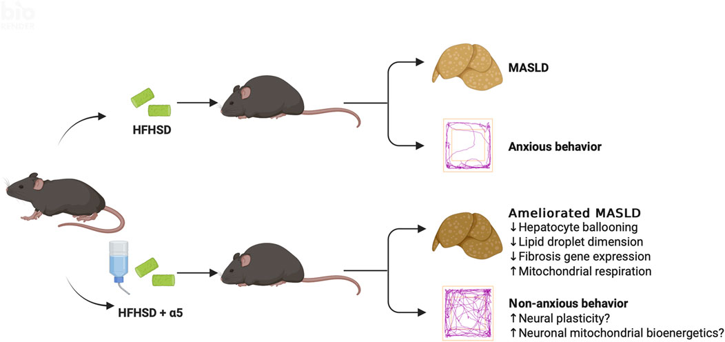 Diagram showing the effects of diets on mice. The top section shows a mouse on a high-fat, high-sugar diet (HFHSD) leading to metabolic-associated steatotic liver disease (MASLD) and anxious behavior. The bottom section depicts a mouse on HFHSD plus α5 supplementation, resulting in ameliorated MASLD and non-anxious behavior. Changes include decreased hepatocyte ballooning, lipid droplet dimension, fibrosis gene expression, and increased mitochondrial respiration and neural plasticity.