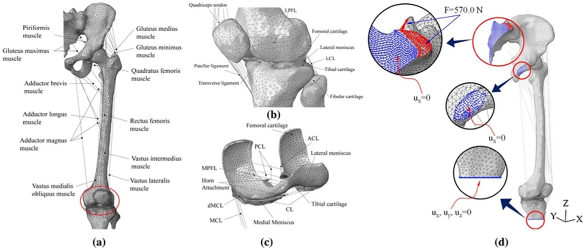 Illustration of the human femur with anatomical labels for muscles and ligaments, including the gluteus maximus, adductor magnus, and vastus lateralis. Panels (b) and (c) show detailed views of knee ligaments and cartilage, with depictions of force vectors and mesh structures highlighting interactions and constraints. Panel (d) displays a 3D model of the femur with force application points and axes marked in red and blue.