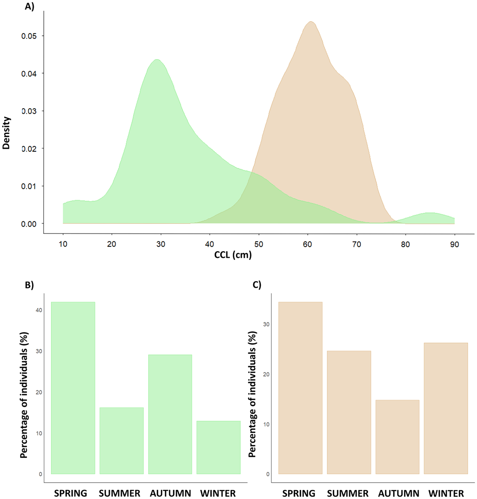 Panel A shows density plots of curved carapace length (CCL) in centimeters, with two overlapping distributions. Panel B displays a bar chart of the percentage of individuals per season, with spring having the highest percentage. Panel C depicts another bar chart with different seasonal percentages, with spring and winter having higher values.