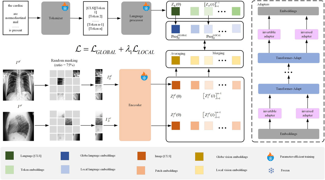 A diagram illustrating a machine learning model for analyzing medical images and text. It features sections for tokenization, encoding with an image of a chest X-ray, and a processing stage with adapters. Different embedding types and their roles are color-coded, with a legend explaining components such as language, image, and vision embeddings. Symbols for parameter-efficient training and frozen modules are also included. Formulae and connections between components indicate data flow and integration processes.