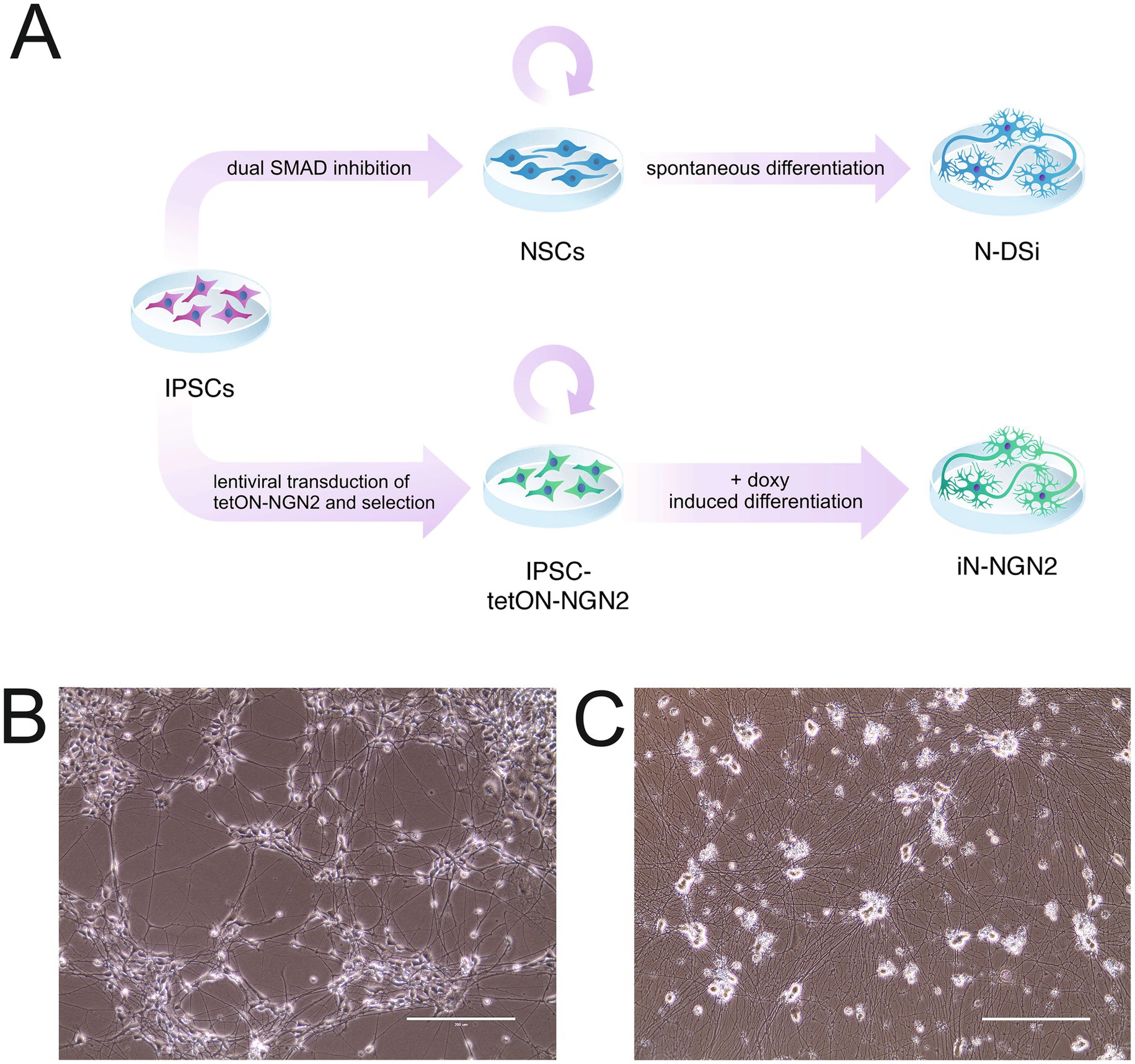 Diagram illustrating stem cell differentiation and two microscopic images labeled B and C. Diagram A shows the process of differentiating iPSCs into N-DSi through dual SMAD inhibition or into iN-NGN2 via lentiviral transduction of tetON-NGN2 and doxycycline-induced differentiation. Image B depicts neuronal cells interconnected with extended processes. Image C shows a larger area with similar cell types, displaying a different density pattern. Scale bars are present in both images.