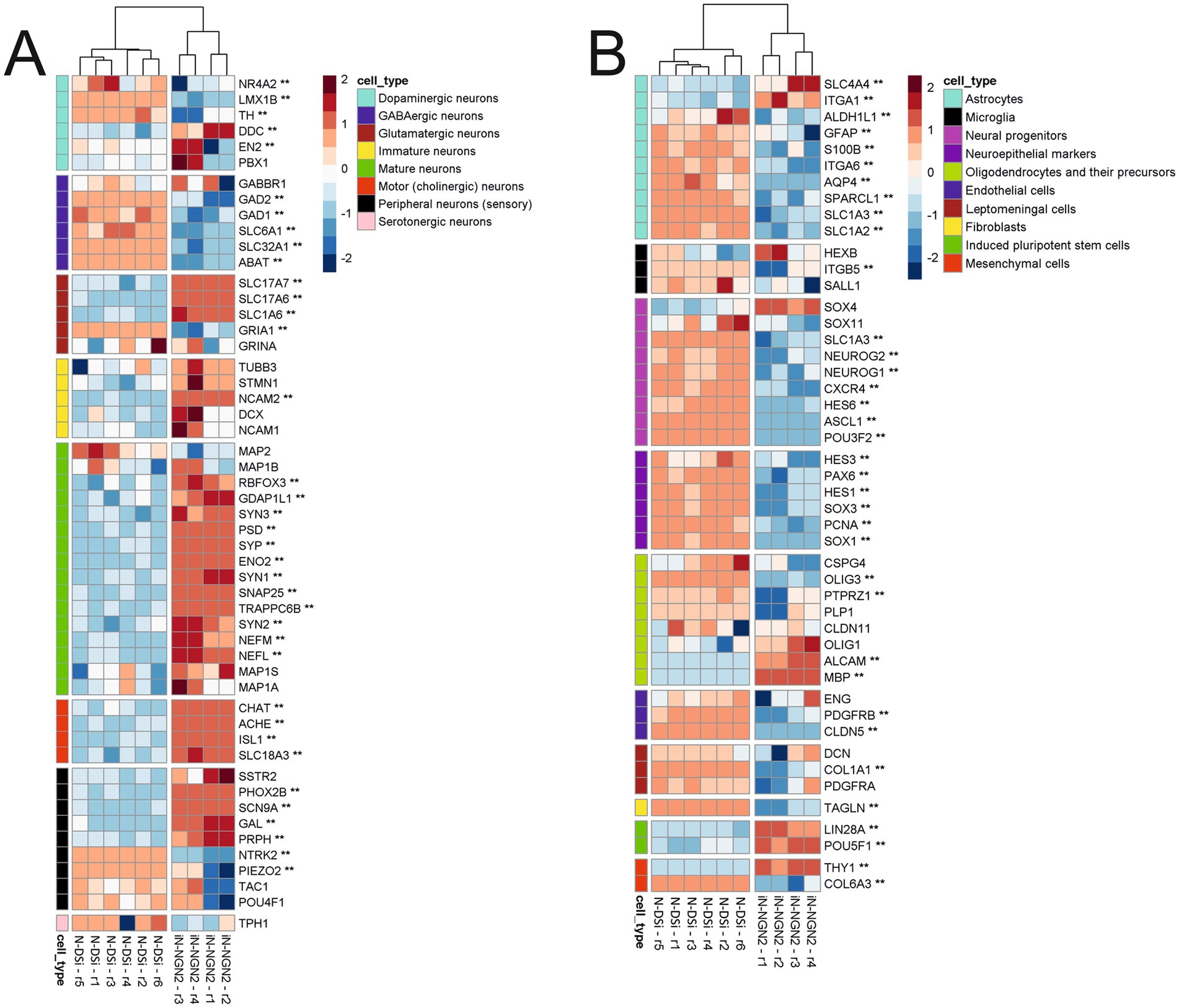 Two heatmaps labeled A and B display gene expression patterns. A shows neural cell types with a color gradient from blue to red representing low to high expression. Cell types include dopaminergic, GABAergic, and serotoninergic neurons. B highlights cell types like astrocytes, microglia, and fibroblasts. A color key indicates cell types, with a range from negative two to positive two for expression levels. Both heatmaps include clustered genes and grouped cell types, with a dendrogram on top.