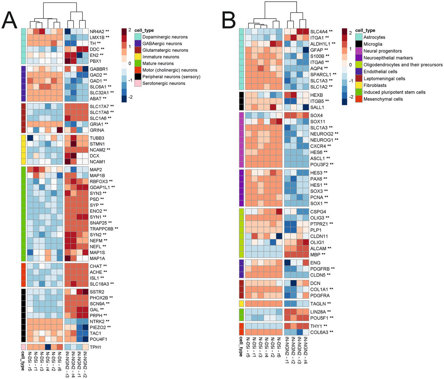 Two heatmaps labeled A and B display gene expression patterns. A shows neural cell types with a color gradient from blue to red representing low to high expression. Cell types include dopaminergic, GABAergic, and serotoninergic neurons. B highlights cell types like astrocytes, microglia, and fibroblasts. A color key indicates cell types, with a range from negative two to positive two for expression levels. Both heatmaps include clustered genes and grouped cell types, with a dendrogram on top.