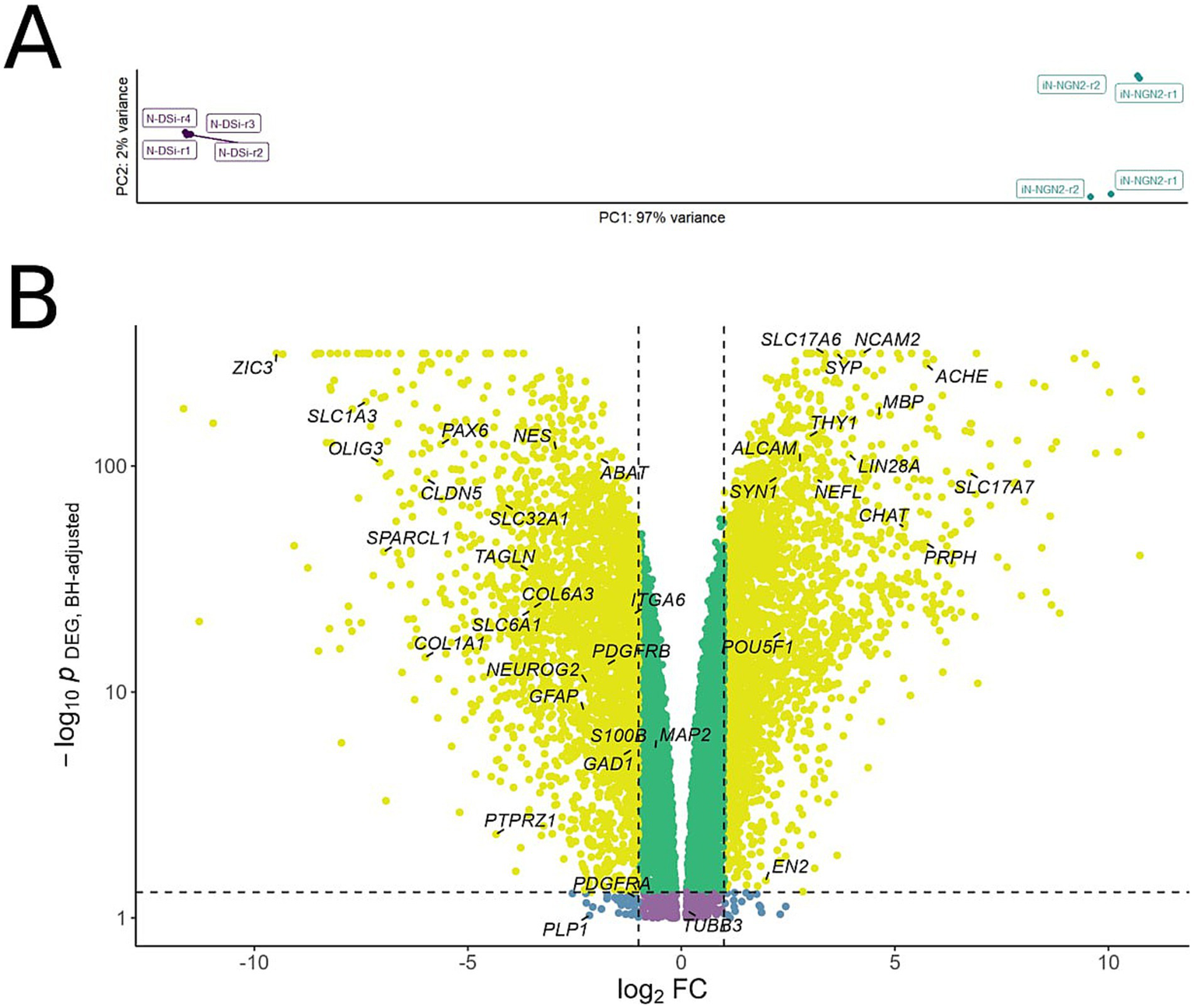 Panel A illustrates a PCA plot showing two distinct clusters of gene expression samples labeled as N-Dsi1 and N-NGN2. Panel B displays a volcano plot with genes plotted based on log2 fold change and -log10 adjusted p-value. Highlighted genes include ZIC3, SLC1A3, and OLIG3, among others, with different colors representing significance and fold change levels.