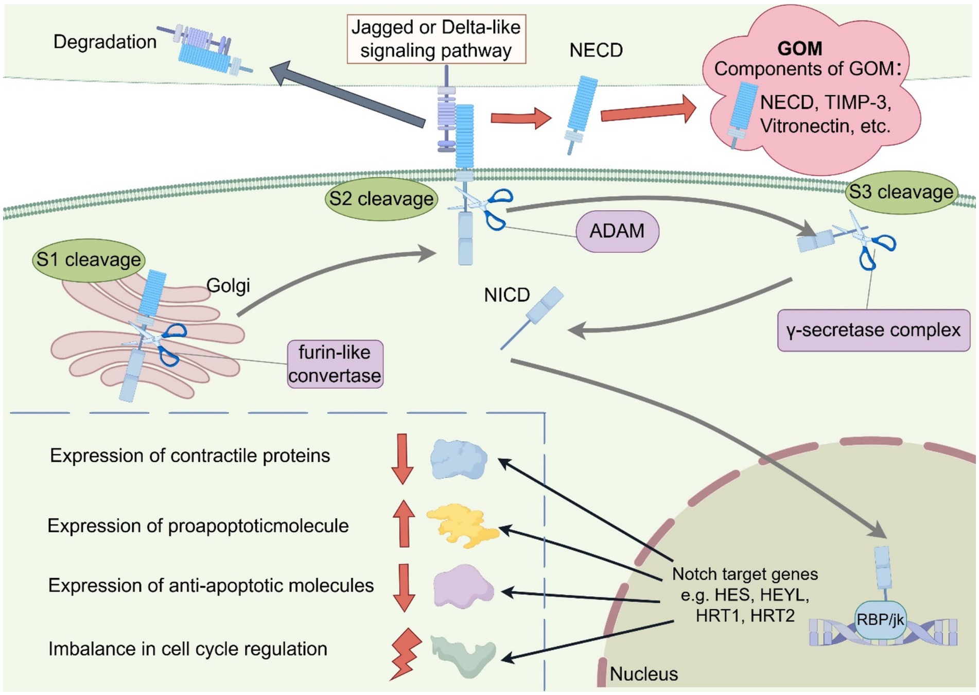 Diagram of the Notch signaling pathway shows ligand binding leading to receptor cleavage at S1, S2, and S3 sites by furin-like convertase, ADAM, and γ-secretase. NICD translocates to the nucleus, influencing expression of contractile proteins, apoptotic molecules, and cell cycle regulation. GOM components include NECD, TIMP-3, and Vitronectin.