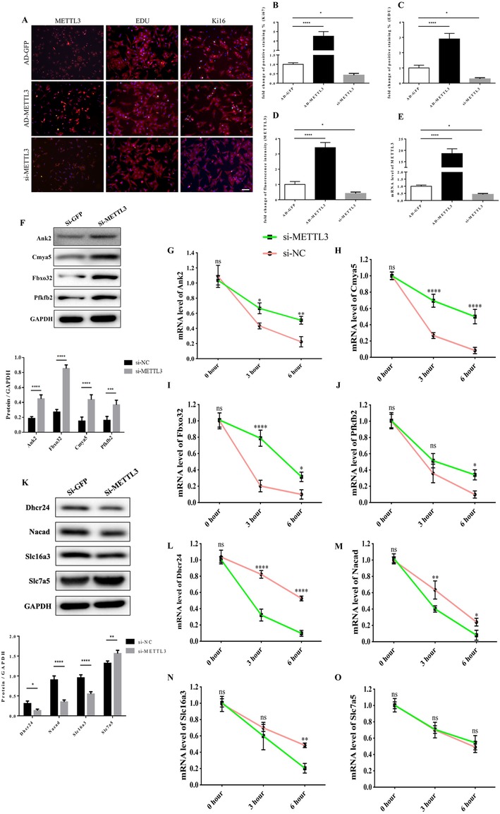 Scientific image containing several panels. Panel A shows fluorescence microscopy images of four sets stained for METTL3, EDU, and Ki67 with variations in cell density. Panels B-E display bar graphs comparing expression levels in different groups. Panel F contains Western blot images showing protein expression with a corresponding bar graph. Panels G-O consist of line graphs illustrating mRNA levels of various genes over time with comparisons between si-METTL3 and si-NC. Statistical significance is indicated in the graphs.