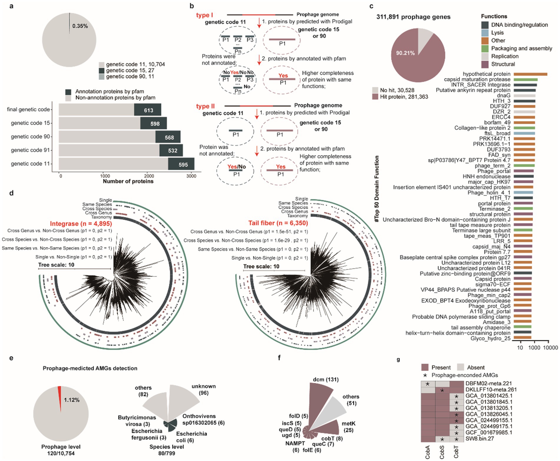 Data visualization comprising several charts and graphs analyzing prophage genes. a) Bar chart detailing genetic code annotations by protein count, showing percentages of proteins annotated and not annotated by Pfam across different genetic codes. b) Diagram illustrating two types of genetic codes indicating differences in protein predictions and annotations. c) Pie chart highlighting the functions of 311,891 prophage genes with a bar graph detailing the abundance of specific functions like DNA binding, lysis, and others. d) Two circular phylogenetic trees showing integrase and tail fiber proteins, with taxonomic categories indicated. e) Pie chart displaying prophage-mediated AMGs detection by species level. f) Pie chart of identified AMGs by name, such as dcm and others. g) Heatmap showing the presence and absence of AMG-encoded prophages across different samples.