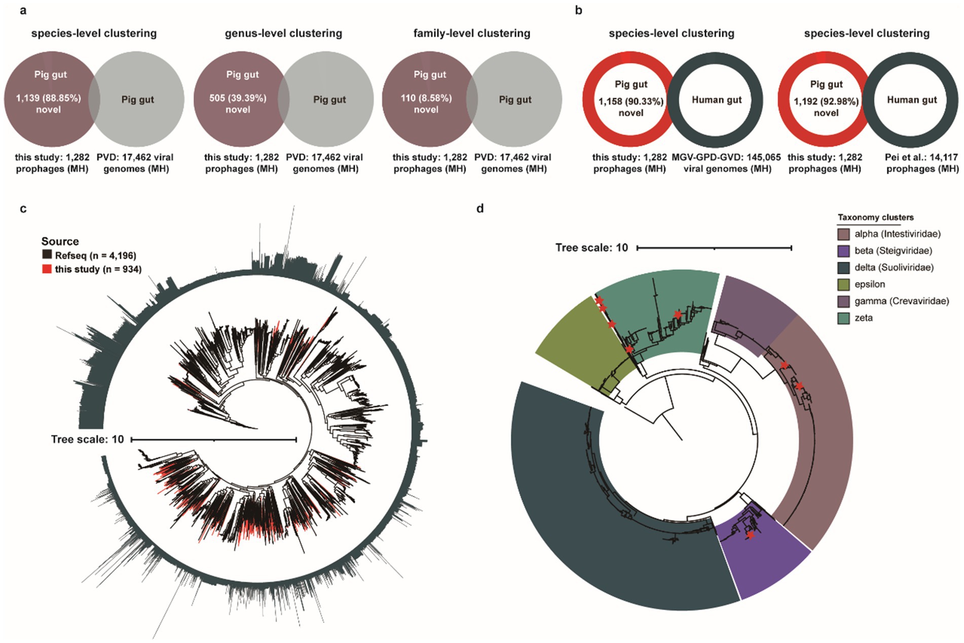 Graphic illustrating viral diversity analysis in pig and human gut samples. It includes Venn diagrams for species, genus, and family-level clustering (panels a and b), and phylogenetic trees (panels c and d) showing source comparisons and taxonomy clusters with a scale bar of ten.