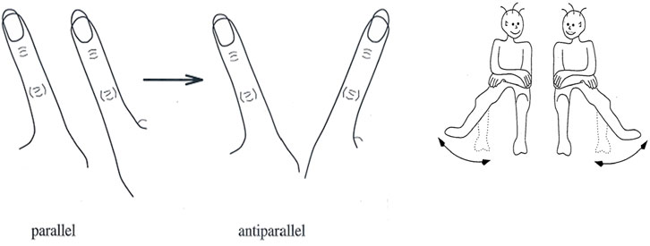Illustration comparing parallel and antiparallel orientations. On the left, two fingers are labeled