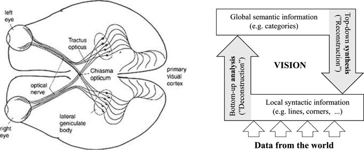 Diagram showing the visual pathways and processing. Left side illustrates the optic nerves from the eyes converging at the optic chiasm and projecting to the primary visual cortex via the lateral geniculate body. Right side depicts vision processing: data from the world undergoes bottom-up analysis for local information and top-down synthesis for global semantic information, highlighting deconstruction and reconstruction processes in vision.