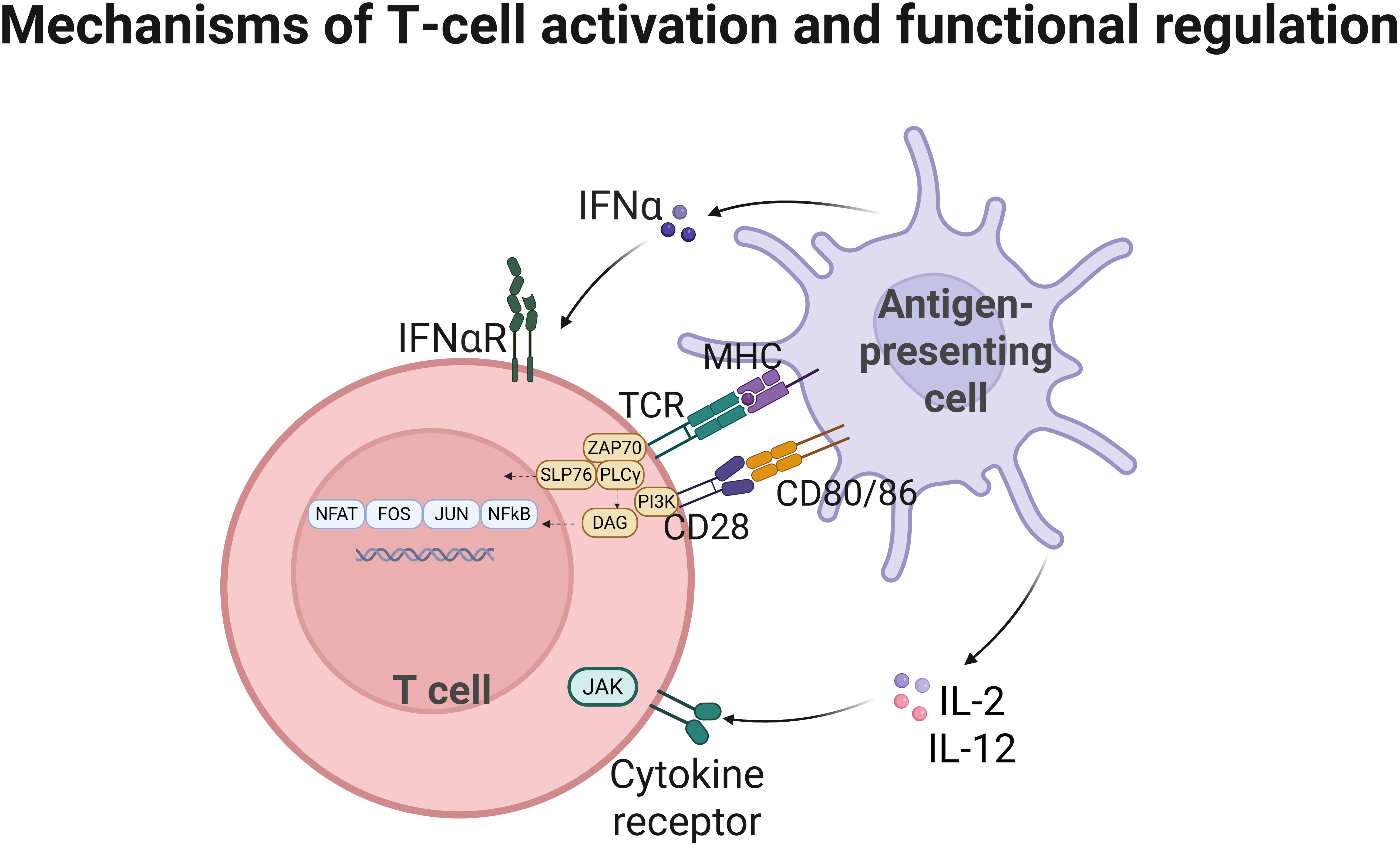 Diagram illustrating the mechanisms of T-cell activation and functional regulation between a T cell and an antigen-presenting cell. Key components include IFNαR, TCR, CD28, MHC, CD80/86, and cytokine receptors. Signaling pathways inside the T cell involve NFAT, FOS, JUN, NFkB, ZAP70, SLP76, PLCγ, PI3K, DAG, and JAK. IFNα, IL-2, and IL-12 are highlighted in signal transduction.