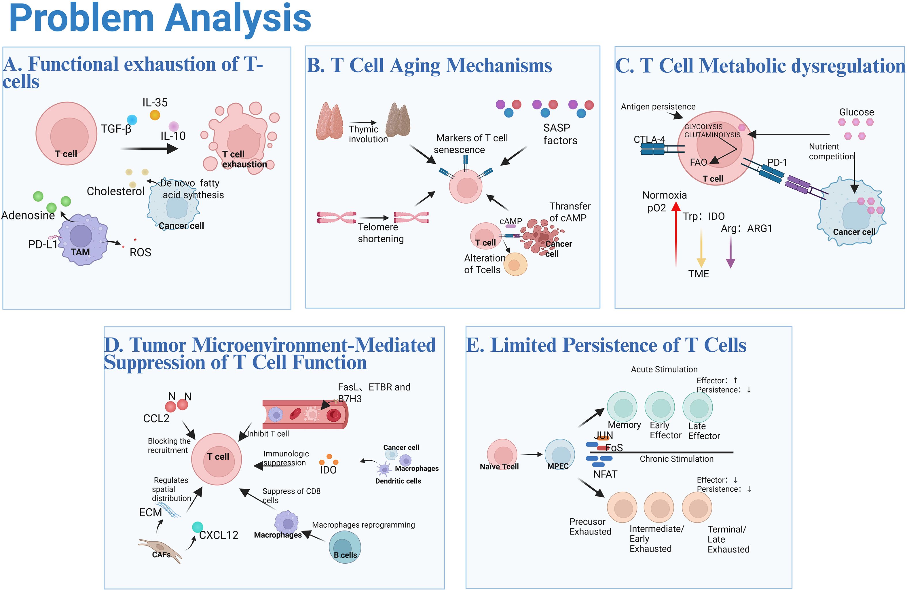 A multi-part illustration titled “Problem Analysis” depicts various factors affecting T-cell functionality. Panel A: Shows functional exhaustion of T-cells with elements like TGF-β, IL-10, cholesterol, and tumor-associated macrophages (TAM). Panel B: Illustrates T-cell aging mechanisms, including thymic involution, telomere shortening, and SASP factors. Panel C: Details T-cell metabolic dysregulation due to antigen persistence, nutrient competition, and pathways involving IDO and ARG1. Panel D: Describes tumor microenvironment-mediated suppression of T-cell function with elements like cytokines and macrophages. Panel E: Depicts limited persistence of T-cells, distinguishing stages from naive to terminal exhaustion.