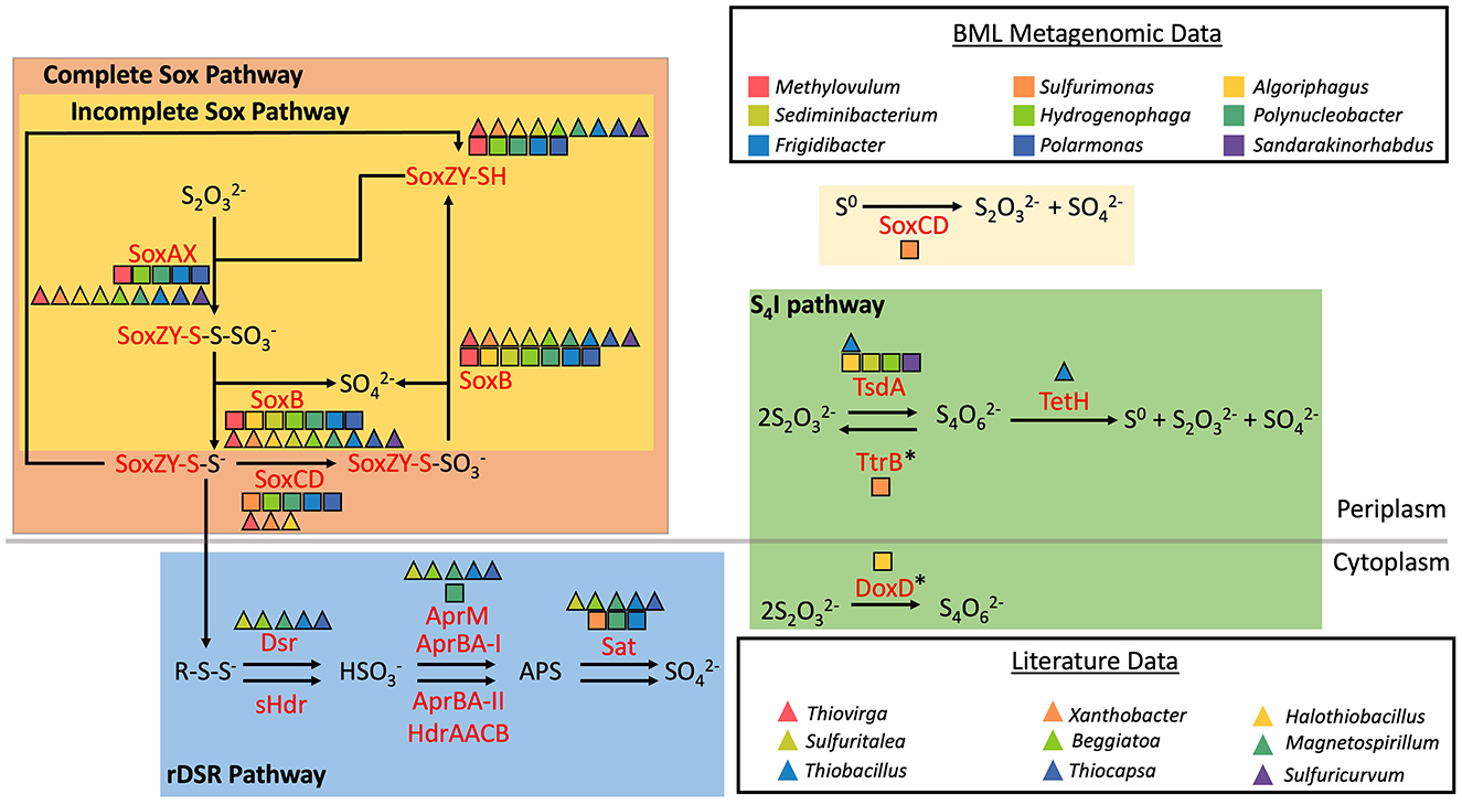 Diagram illustrating sulfur oxidation pathways with three sections: Complete and Incomplete Sox Pathway, rDSR Pathway, and S4I Pathway. Each section features enzymes and chemical reactions. Color-coded triangles represent different bacterial genera based on BML metagenomic and literature data. The pathways show the conversion of various sulfur compounds, with clear labeling of enzymes involved in each step. Key components include Thiosulfate, Sulfite, and tetrathionate transformations across the Periplasm and Cytoplasm.