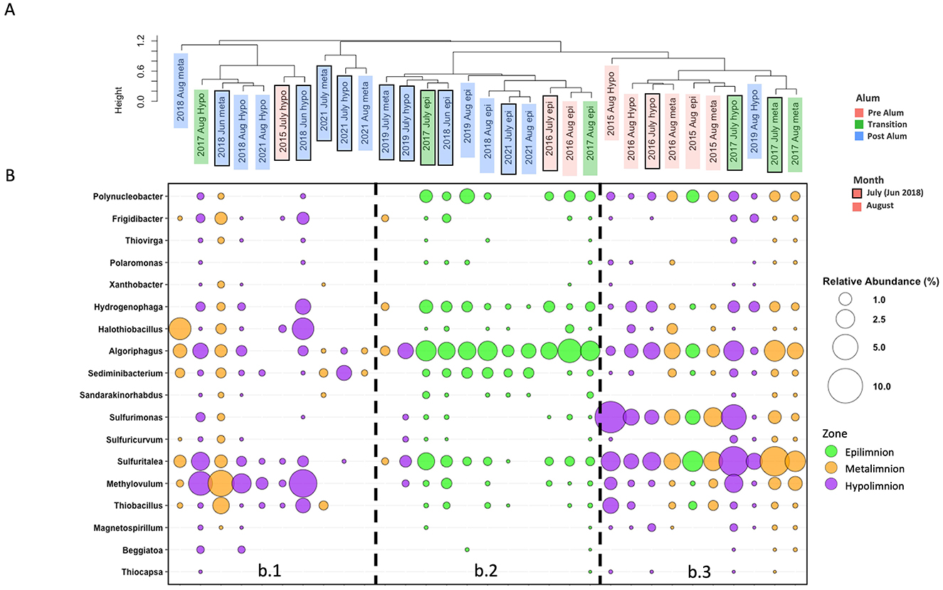 Bubble chart displaying microbial abundance across different samples and conditions. Samples are categorized by alum treatment stages and months. Bubbles represent relative abundance, with colors indicating water zones: green for epilimnion, orange for metalimnion, and purple for hypolimnion. Bubble size denotes relative abundance percentages. The chart is divided into three sections labeled b.1, b.2, and b.3, with various bacterial genera listed on the left. A dendrogram is shown at the top, clustering samples based on similarity.