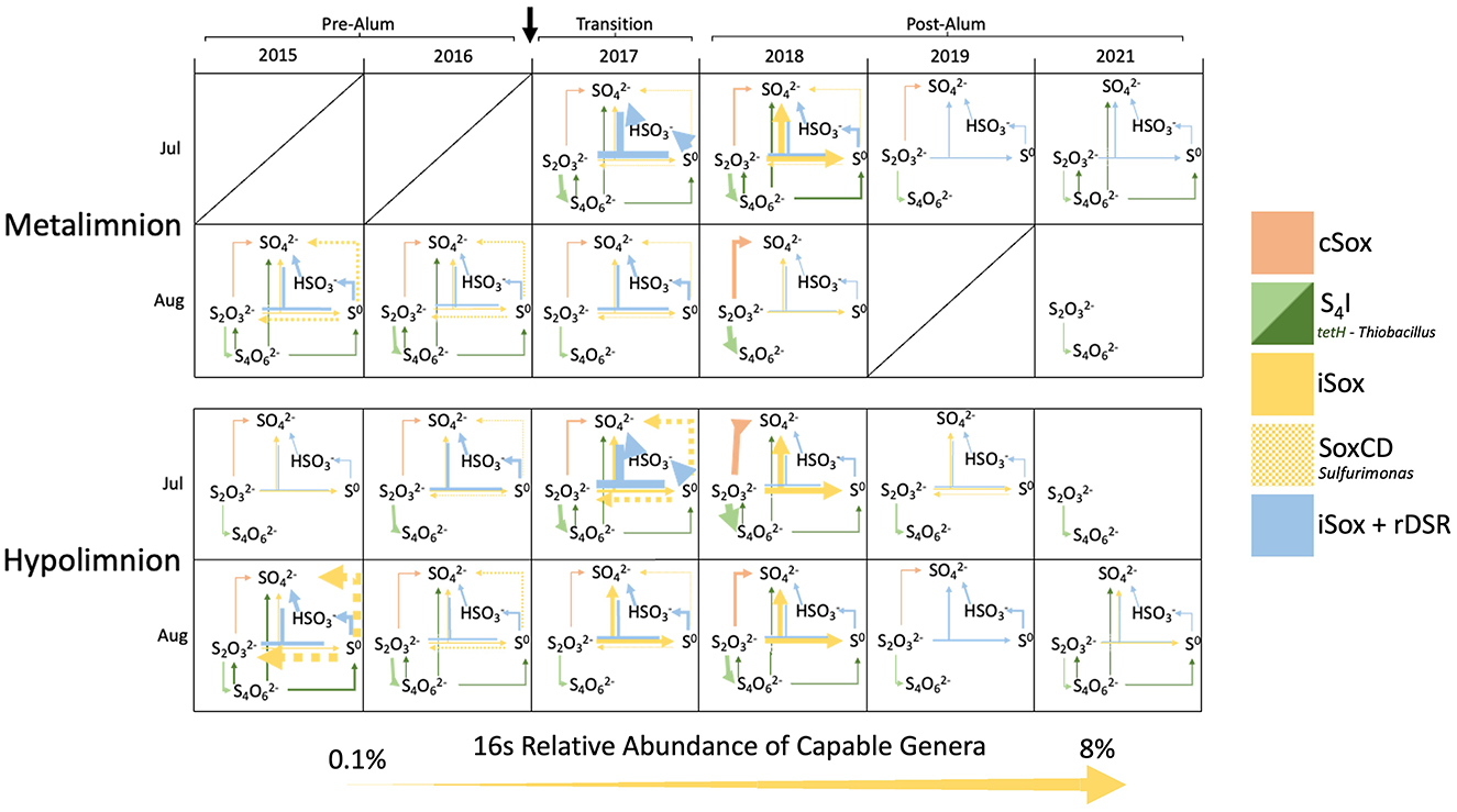 Diagram showing sulfur cycling pathways in lake stratification zones from 2015 to 2021, with focus on July and August. It includes Metalimnion and Hypolimnion layers and indicates chemical compounds like sulfate and thiosulfate. Color-coded pathways represent different sulfur oxidation processes: cSox, S4I, iSox, SoxCD, and iSox + rDSR, alongside their relative abundance from 0.1% to 8%.