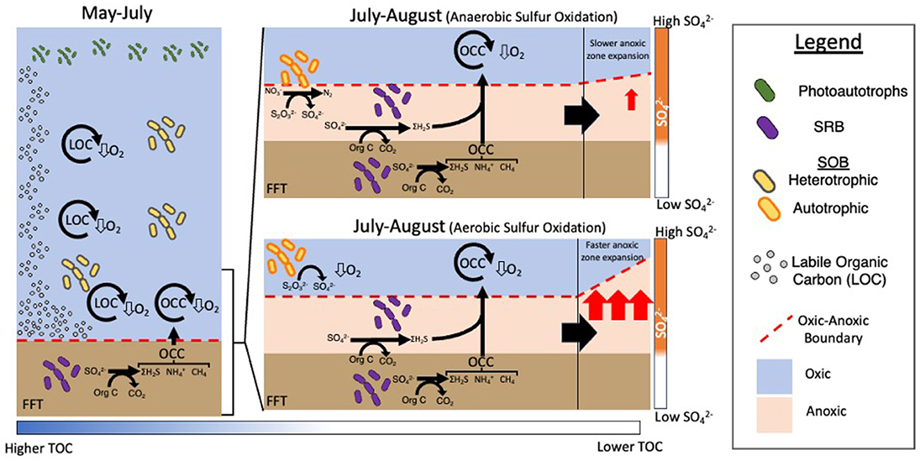 Diagram showing sulfur oxidation processes in aquatic environments from May to August. The left panel depicts May to July, highlighting phototrophs and heterotrophs in oxic conditions. The right panel shows July to August, separating anaerobic and aerobic sulfur oxidation in two sections. The anaerobic section illustrates slower anoxic zone expansion with sulfur-oxidizing bacteria (SOB). The aerobic section shows faster anoxic expansion with sulfur-reducing bacteria (SRB). The legend indicates organism types and boundaries, showing changes in sulfate and total organic carbon (TOC) levels.