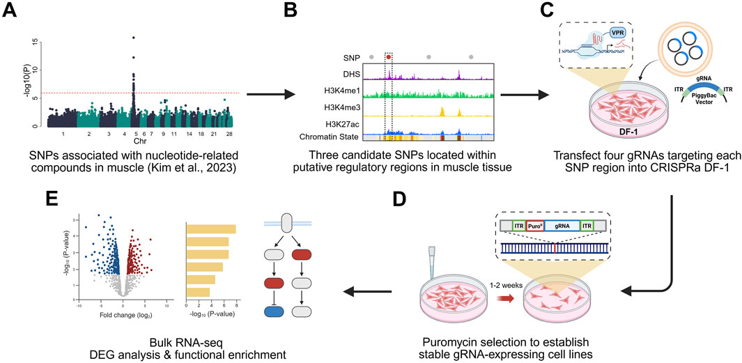 Diagram outlining a research process involving SNP and gRNA analysis. In panel A, a Manhattan plot shows SNPs linked with nucleotide-related compounds. Panel B highlights candidate SNPs in regulatory regions. Panel C illustrates transfection of four gRNAs into CRISPRa DF-1 cells. Panel D shows puromycin selection for stable gRNA-expressing cells over one to two weeks. Panel E displays bulk RNA-seq data, highlighting differential expression and functional enrichment.