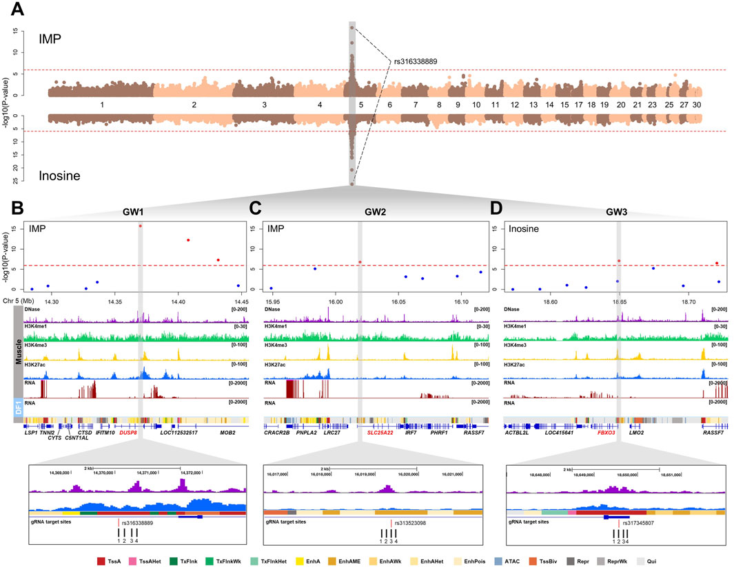 Panel A shows a Manhattan plot displaying p-values for IMP and inosine, highlighting rs316338889 on Chr 5. Panels B, C, and D detail genomic tracks for GW1, GW2, and GW3 regions, showing DNase, histone marks, RNA expression, and gRNA target sites. Each panel includes a schematic of genomic variations and annotations.