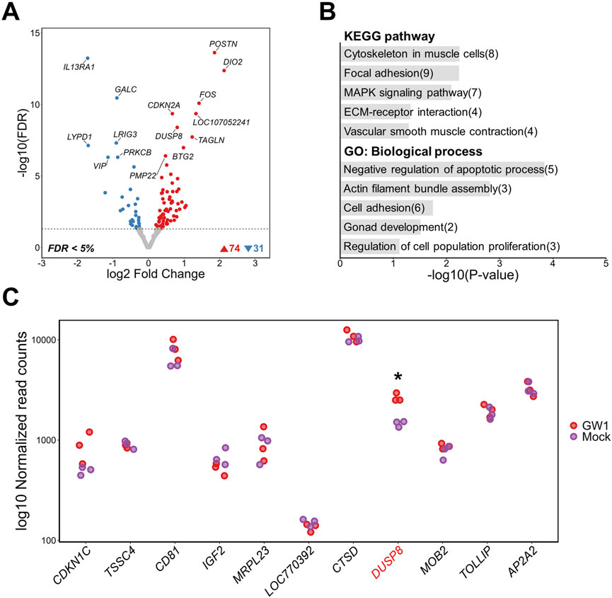 Panel A shows a volcano plot depicting gene expression changes, highlighting genes like POSTN and DIO2 as significantly upregulated. Panel B presents a bar chart of enriched KEGG pathways and GO processes, with focal adhesion and apoptosis regulation having notable significance. Panel C displays normalized read counts of specific genes in GW1 versus mock treatments, with significant changes marked by an asterisk for DUSP8.